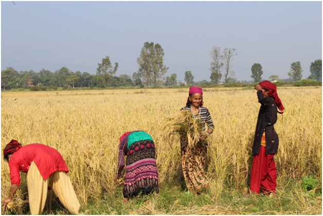 Innovative Seed System Nepal: Gearing up for wheat season 2017-18 ...