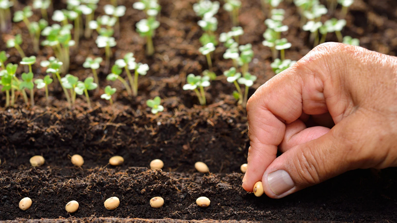 Mapping the Landscape, Challenges, and Opportunities for
International Seed Trade in India - A Fact Finding Study 
