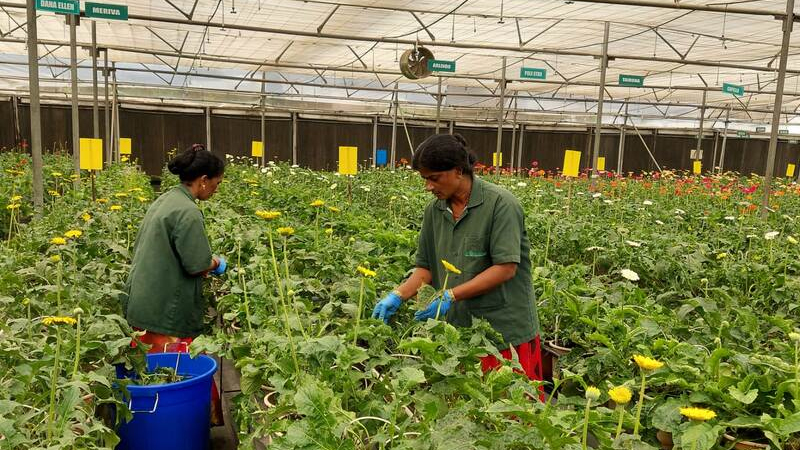 Study on royalty payment and plant breeder's rights in Indian floriculture
