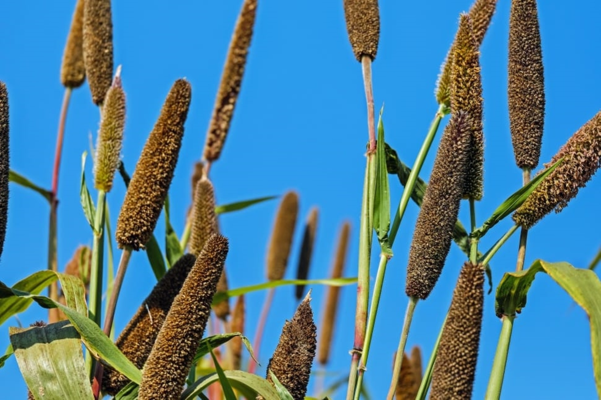 Browntop Millet trending Healthy In India